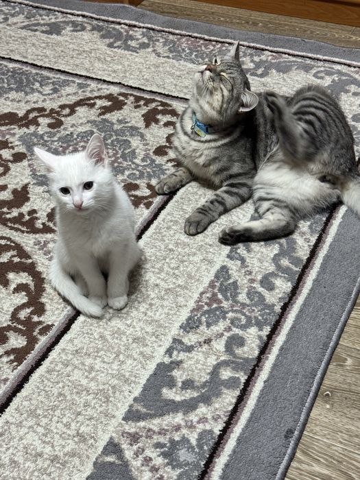 Котенок белый , месяца 4
