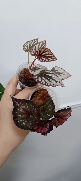 Бегония:1800 тенге