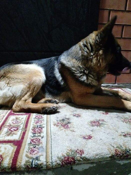 Вязка  уральск деркул