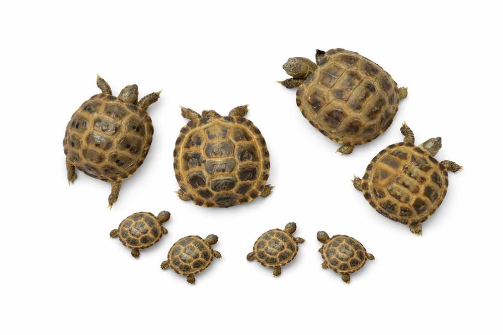 Toshbaqa bolachalari toza va soglon