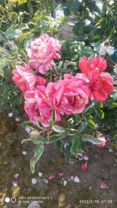 Роза, атиргул кучати