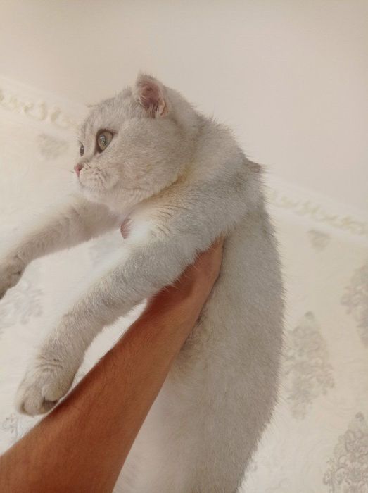 Shinshila 2Ta Qiz Mushuk Sotildi