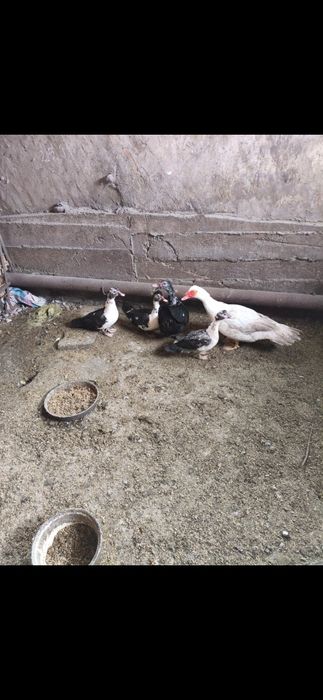 Семья индоуток. .