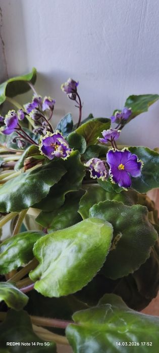 Продам махровую фиалку.