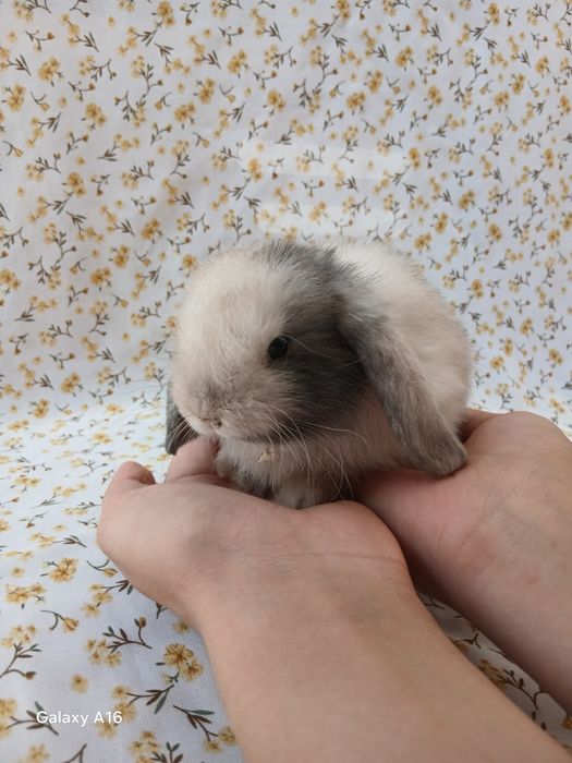 Карликивий куйонлар зоттор куйонлар