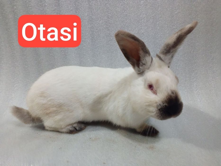 Kaliforniya quyonchalar