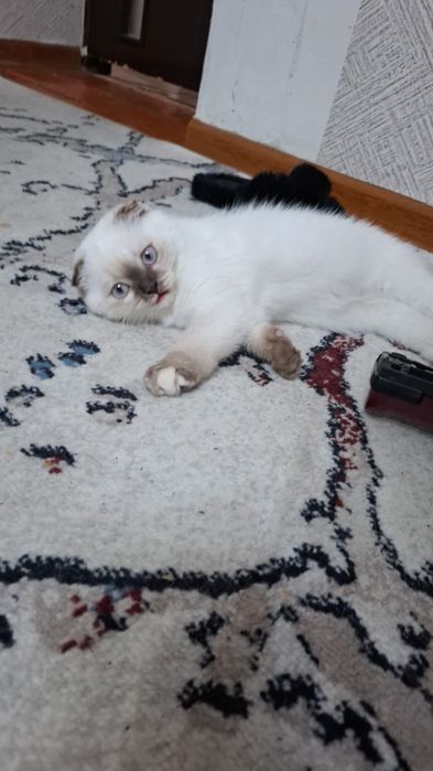 котенок 2,5 месяца
