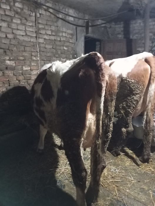 Junică la prima fătare douăzeci de litere de lapte pe zi  lapte foarte