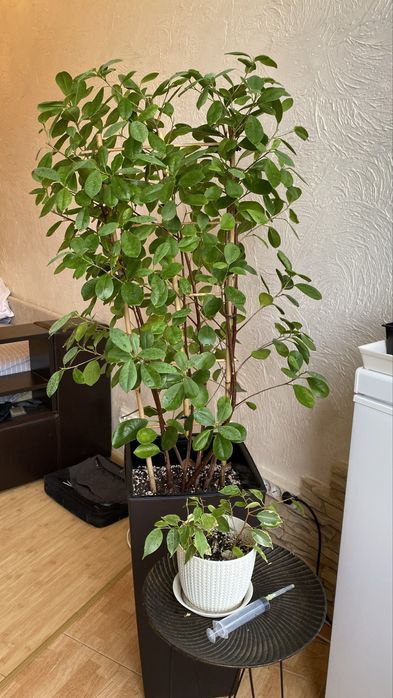 Фикус мокламе, фикус моклейм