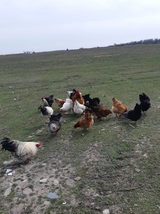 Ouă de găină pentru consum sau clocituare