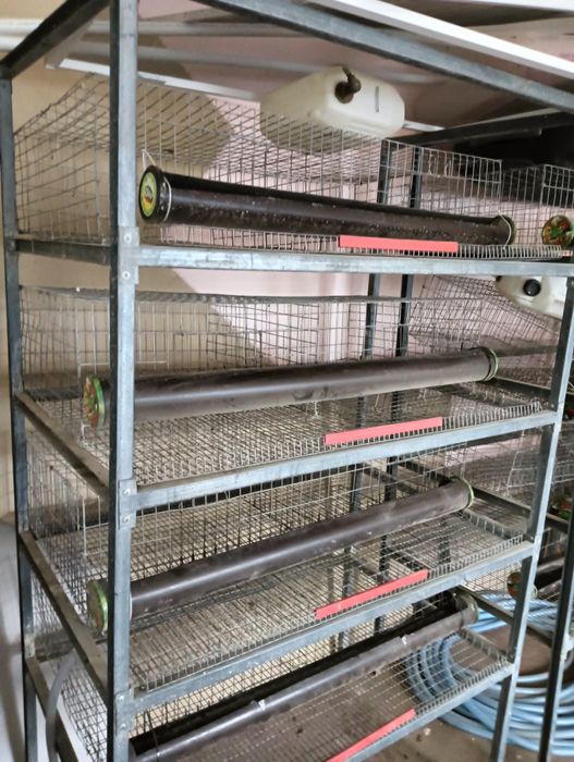 Rastel cuști prepelițe