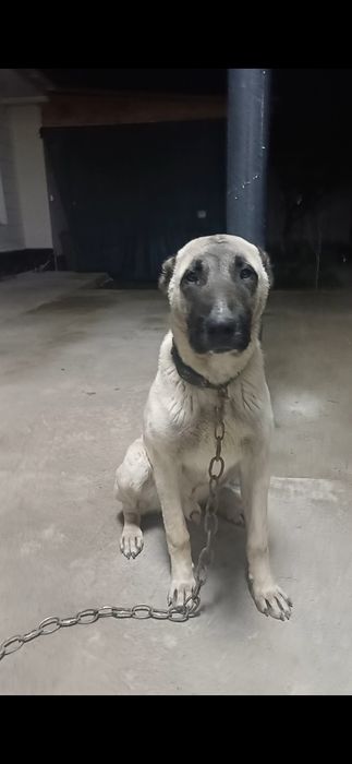 Жақсы қарайтын адамға сатамын.