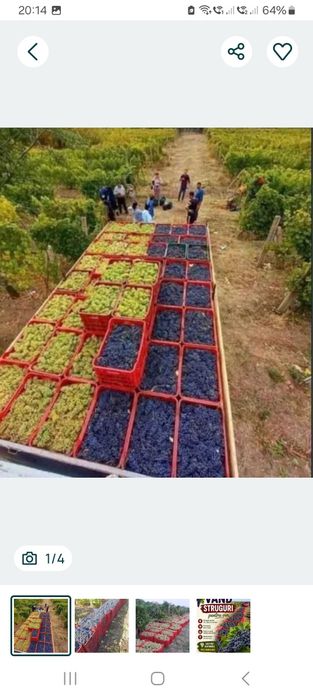 Struguri de vin direct de la producători agricoli din vie