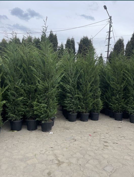 Leylandii 2.3m - 2.5m la super oferta/ calitate extra/ oferim livrare