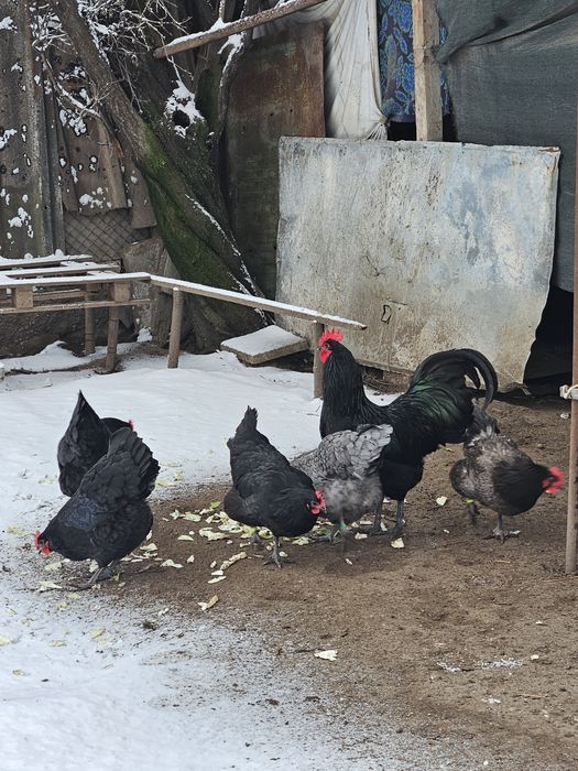 Оплодени яйца от австралорп