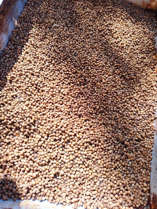 Semințe de coriandru