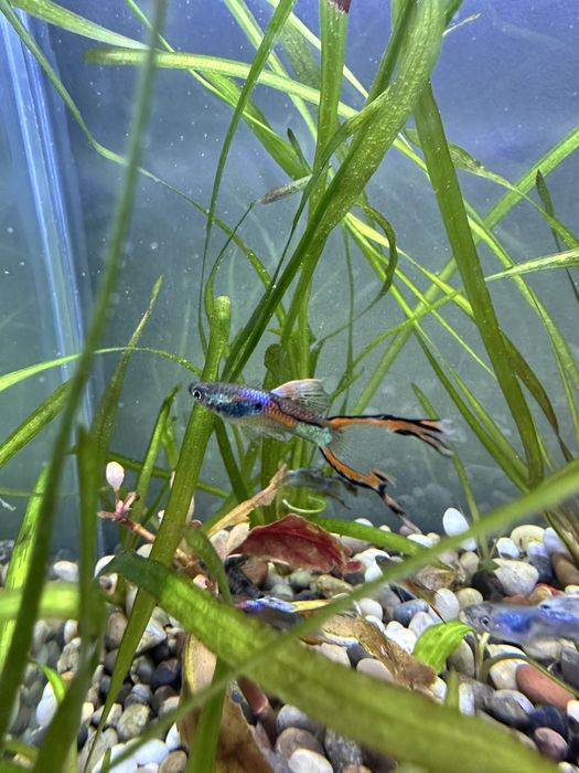 Гуппи 3000 оптом