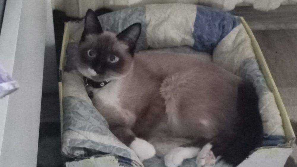 Отдам в добрые руки мальчика