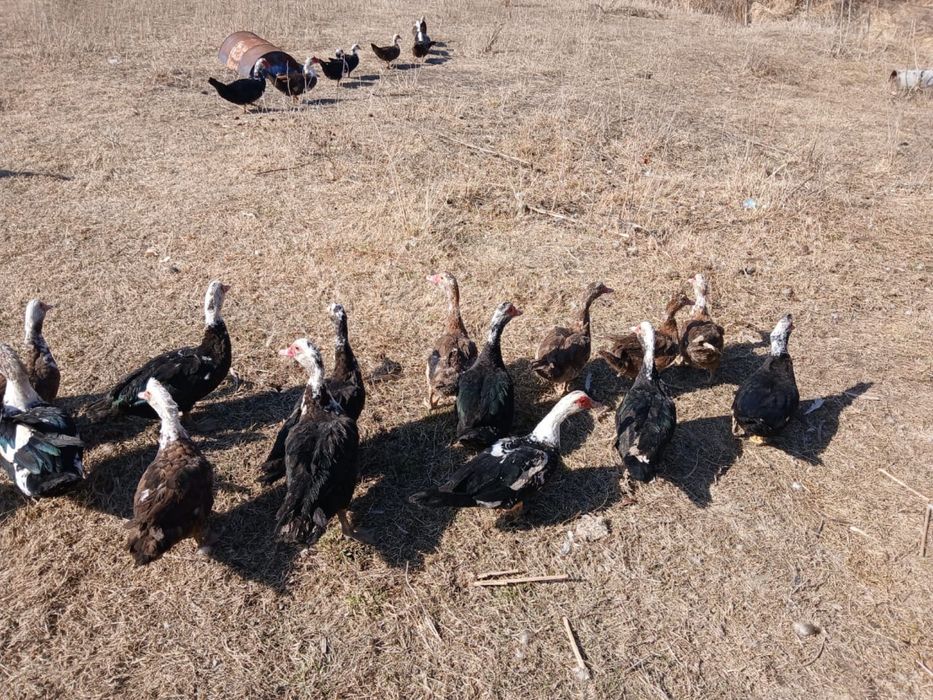 Продам Самки индоутки