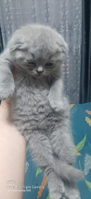 Распродажа вислоухие котята