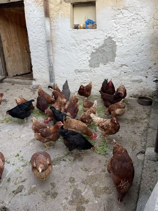 Oua de casa ,naturale crescute in libertate