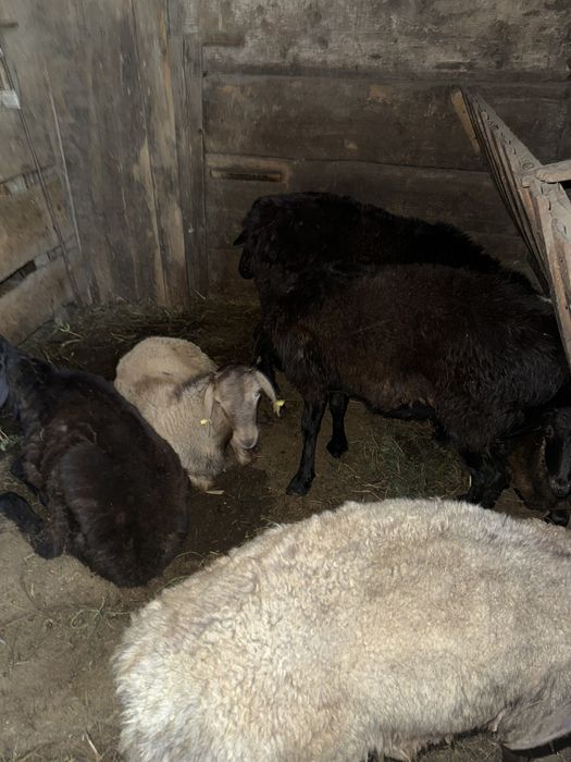 Қойлар, тоқтылар сатылады