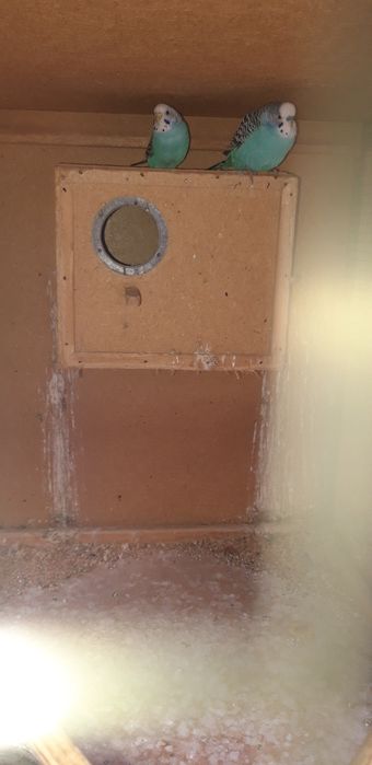 Qushlar bilan Katak sotiladi.