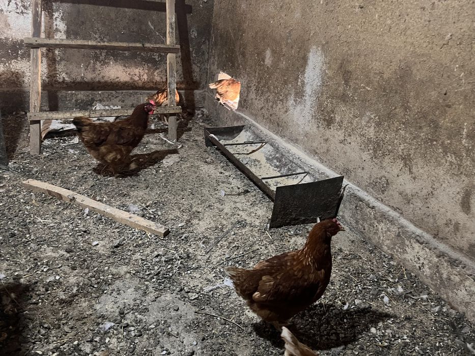 Продам курей ломан браун