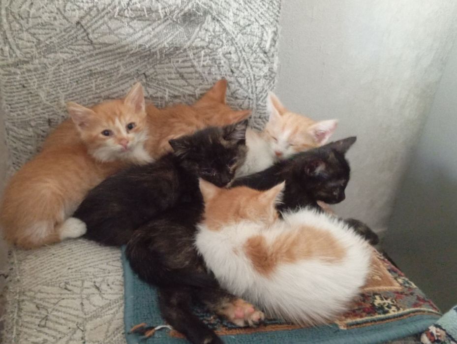 Котята в добрые руки