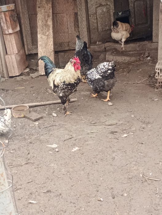 Cocoși de vânzare din primăvara anului trecut ( 2025)5