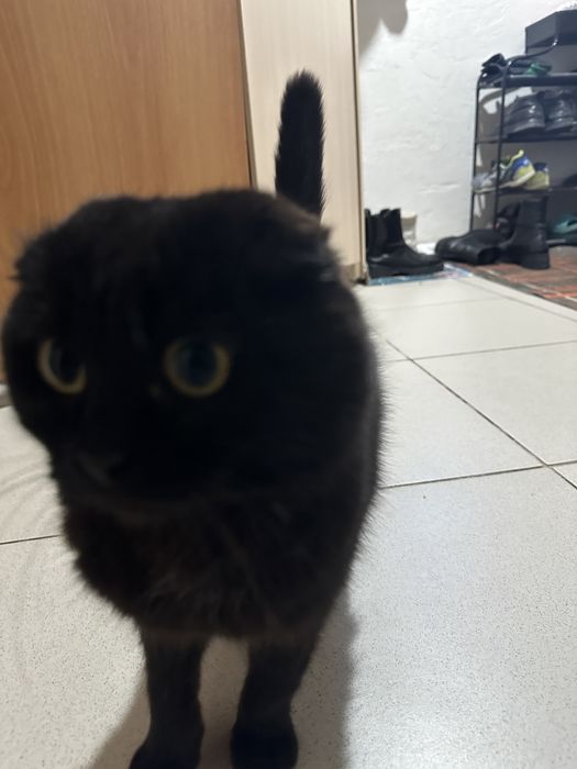 Отдам кота в хорошие руки