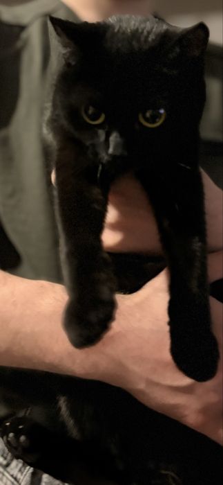 Отдаем кошку в добрые руки