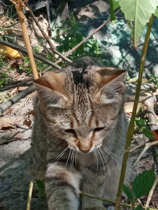 Котята ищут дом