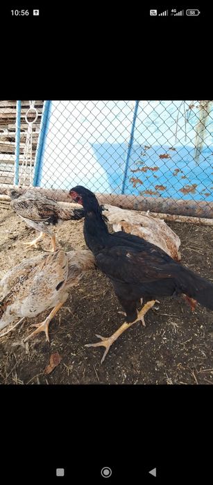 Осы дәкән сатылады