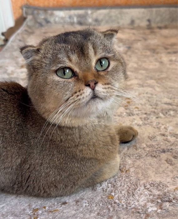 Scotsh fold mushuk vyazka