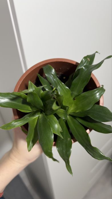 Продам Драцена Компакта