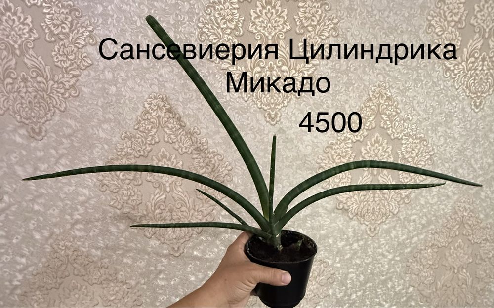 Сансевиерии продам