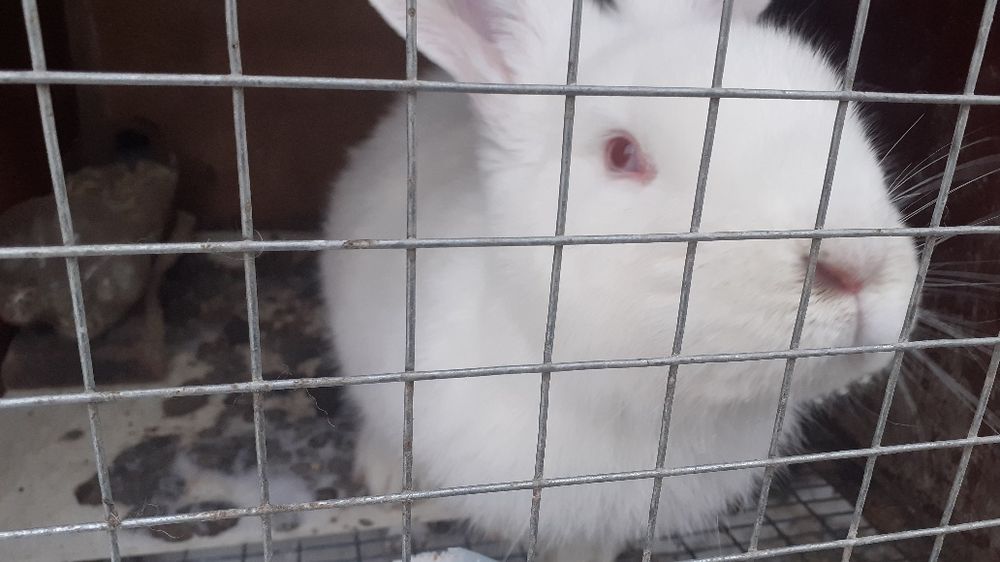 Продам живых кроликов