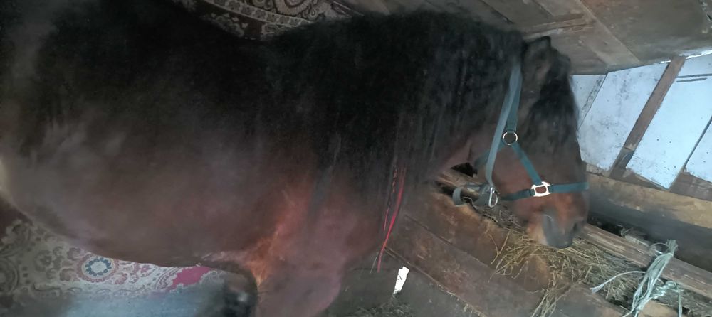 Vând o manza și un mânz oferta