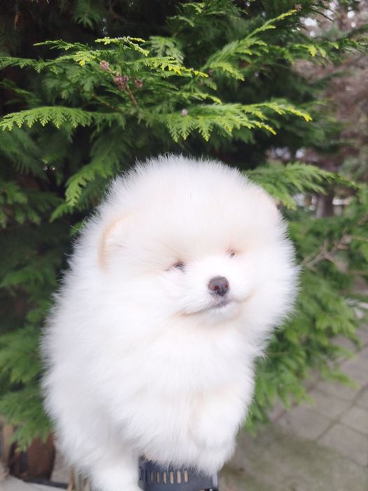 Померан мъжки и женски