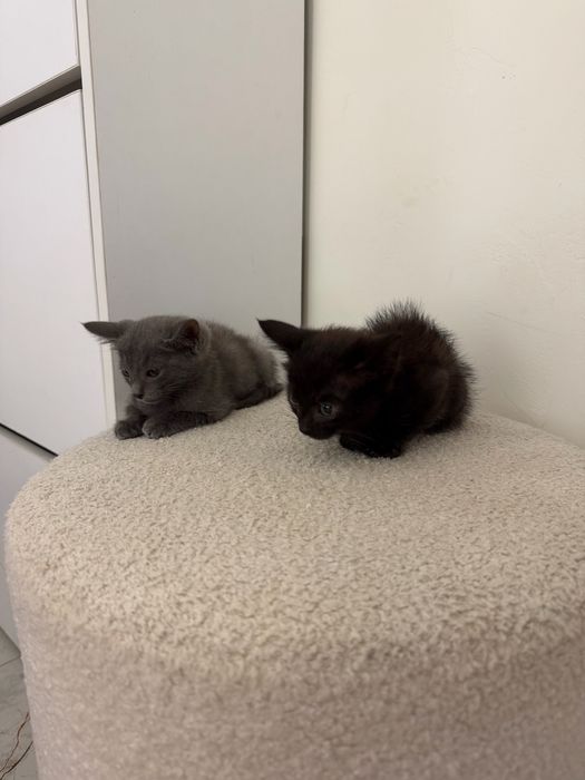 Котята в добрые руки!