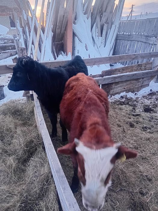 7 месяцев находится в Фёдоровке