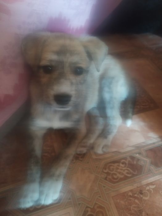 Отдам щенков дворняжки