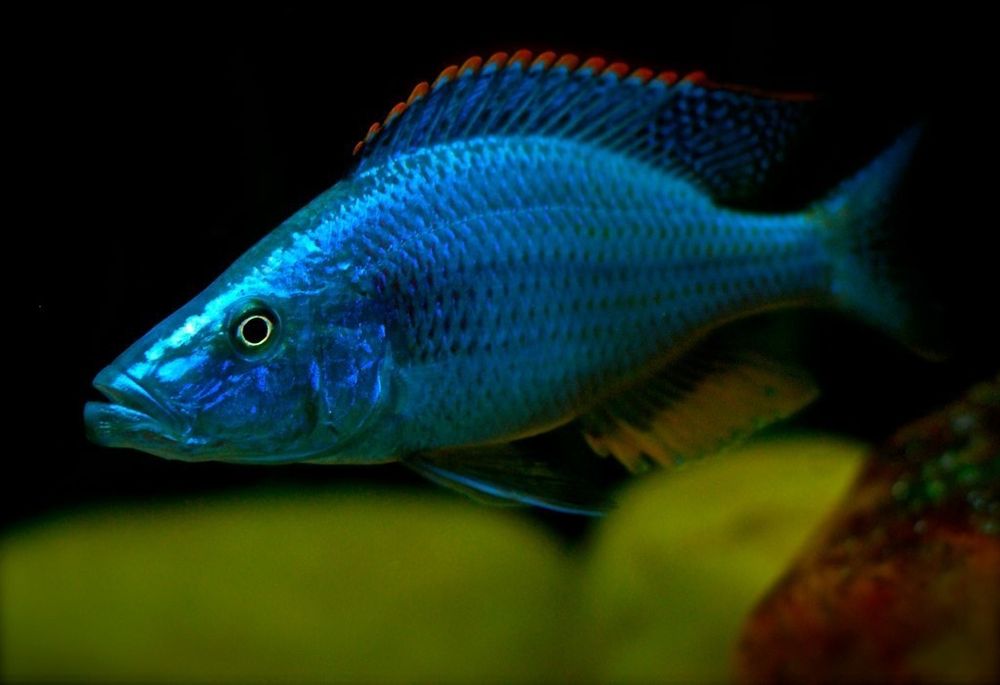 Рибки Африкански цихлиди
