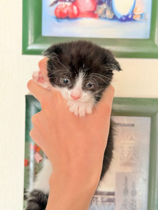 Продам котят в любящие руки