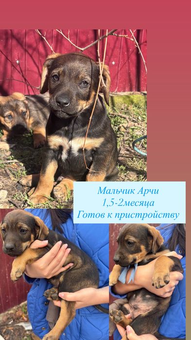 Щенок в добрые руки