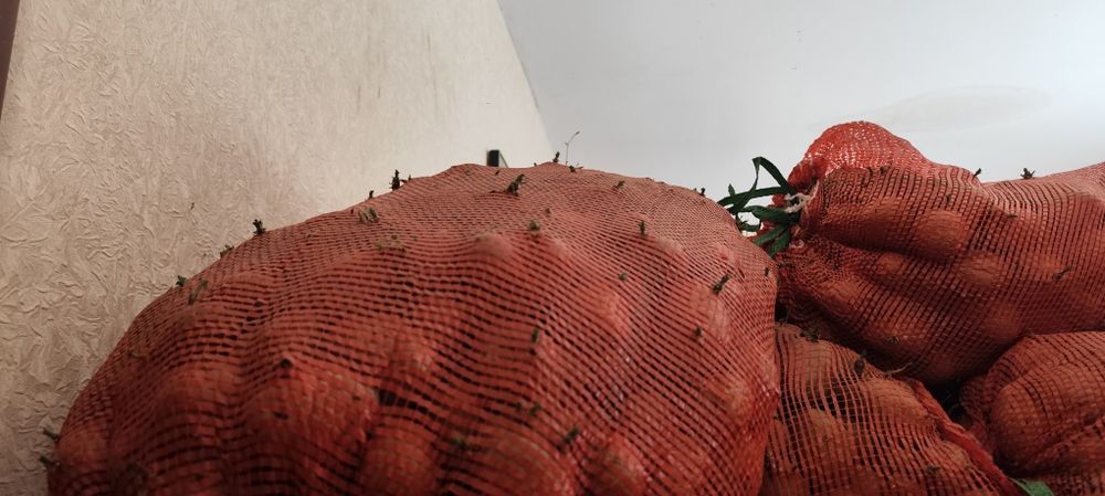 Семенной картофель "ГАЛА"