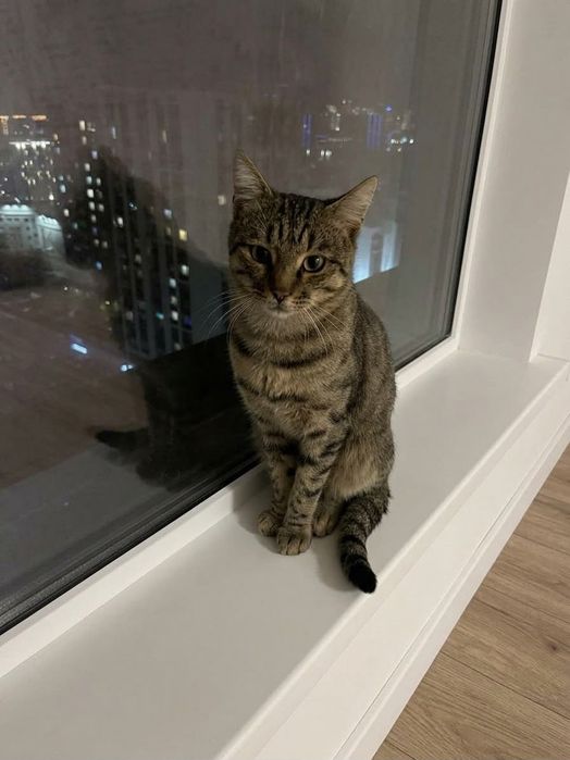 Кот мальчик в добрые руки котик