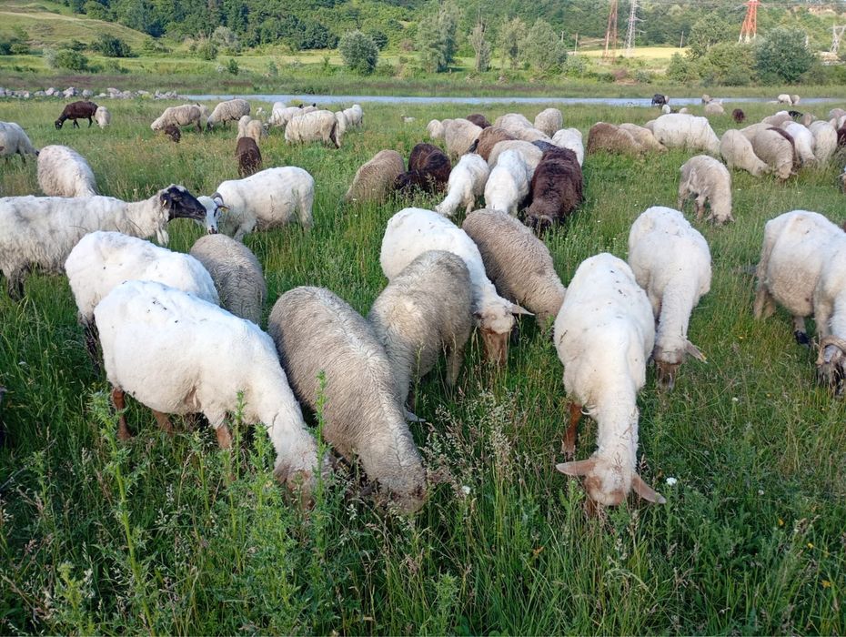 De vânzare – Turmă de oi