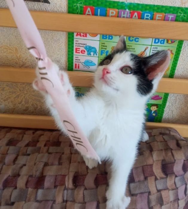 Отдам котят мальчиков!!!